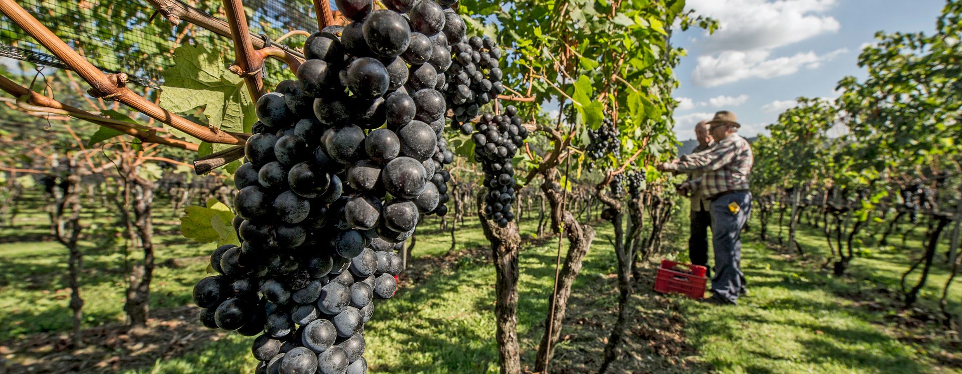 Mendrisiotto © Ticino Turismo / Nicola Demaldi
