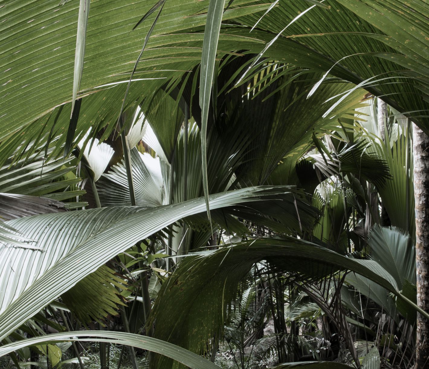 Blick ins grüne Dickicht des Vallée de Mai im Nationalpark auf Praslin
