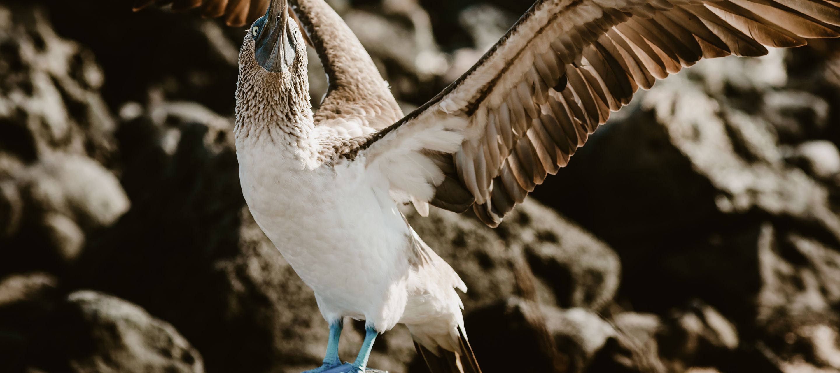 Einfach auf die blauen Füsse achten
