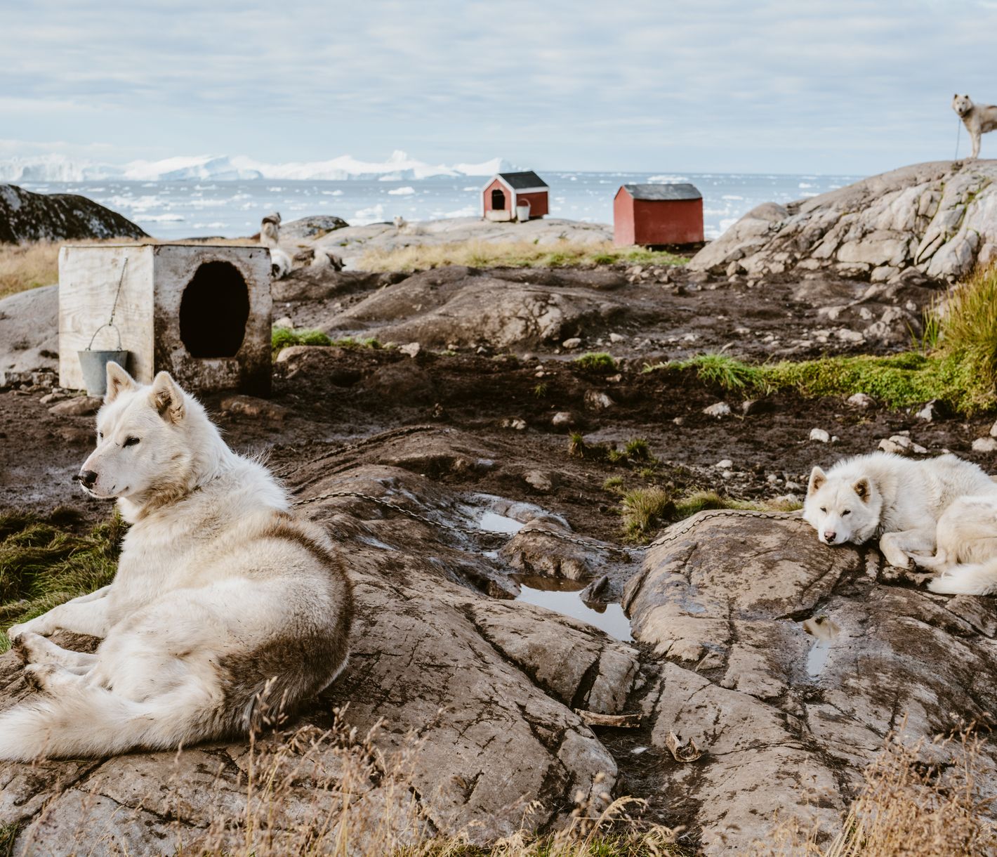 Der grönländische Schlittenhund – einer der reinsten und isoliertesten Hunderassen der Welt