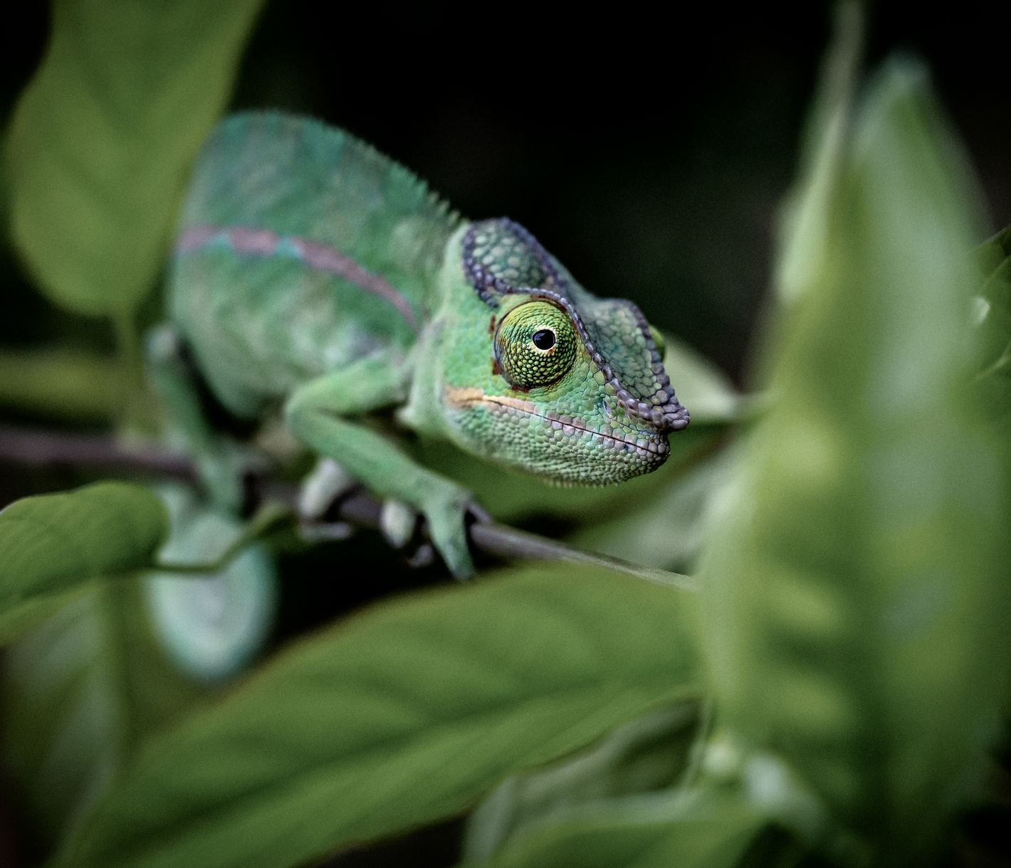 Ein Pantherchamäleon im Andasibe-Mantadia-Nationalpark