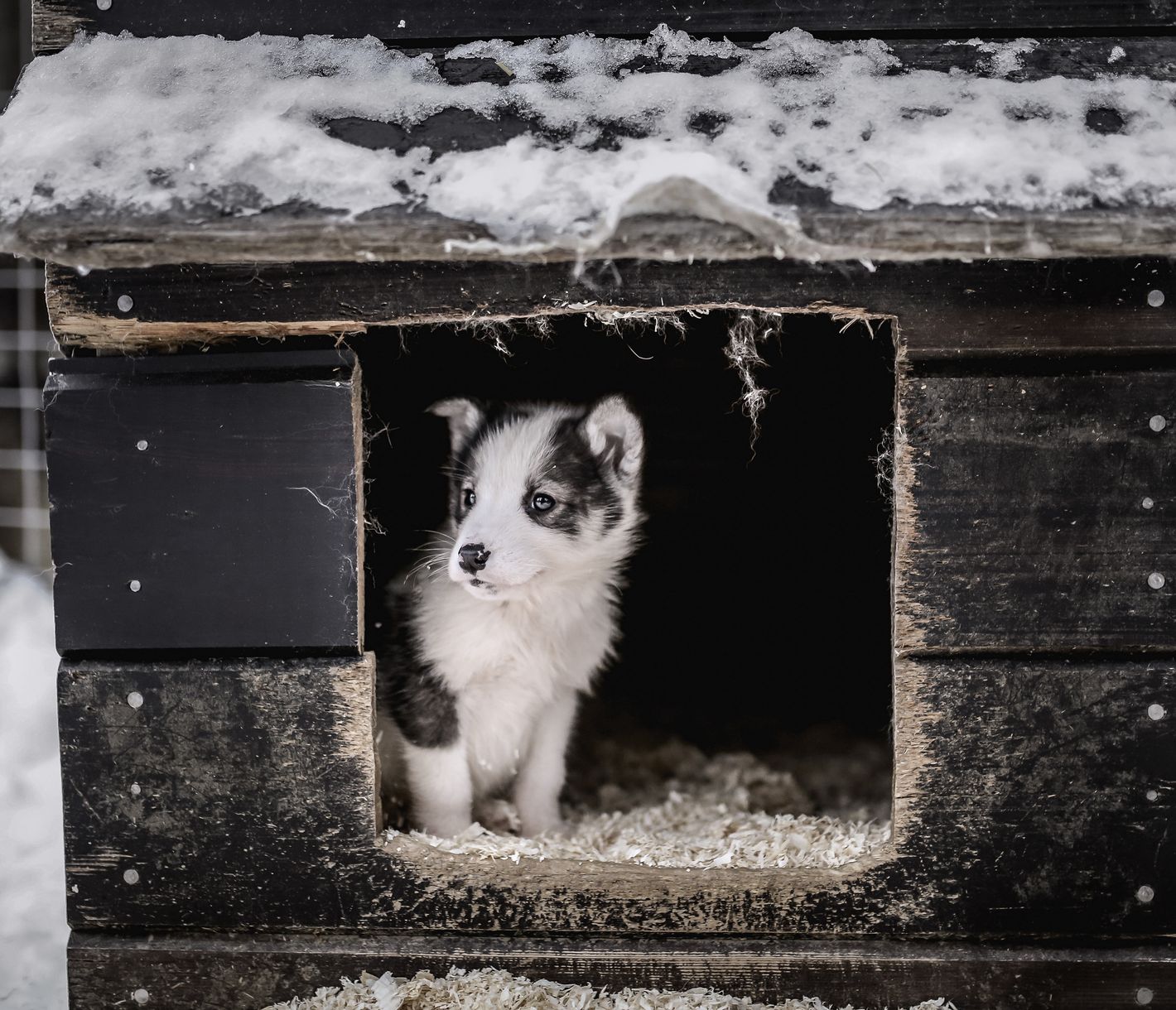 Ein Blick, dem wohl niemand widerstehen kann
