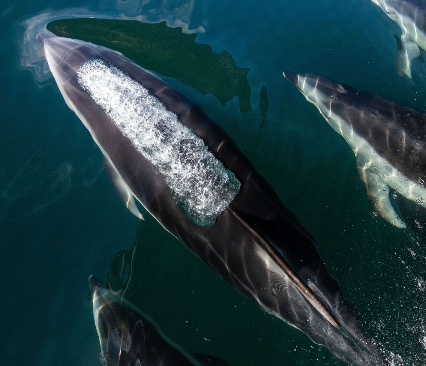 Der Desolation Sound – die Heimat zahlreicher Meeresbewohner