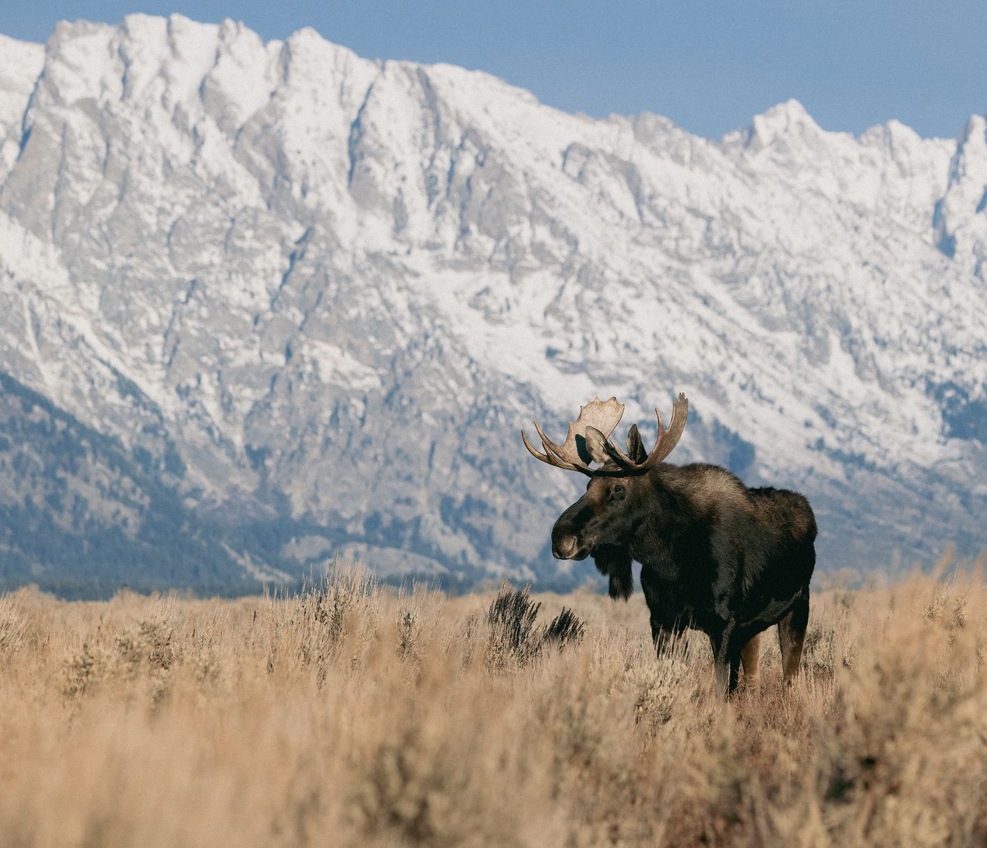 Der Grand Teton National Park ist der perfekte Ort, um Elche zu beobachten.