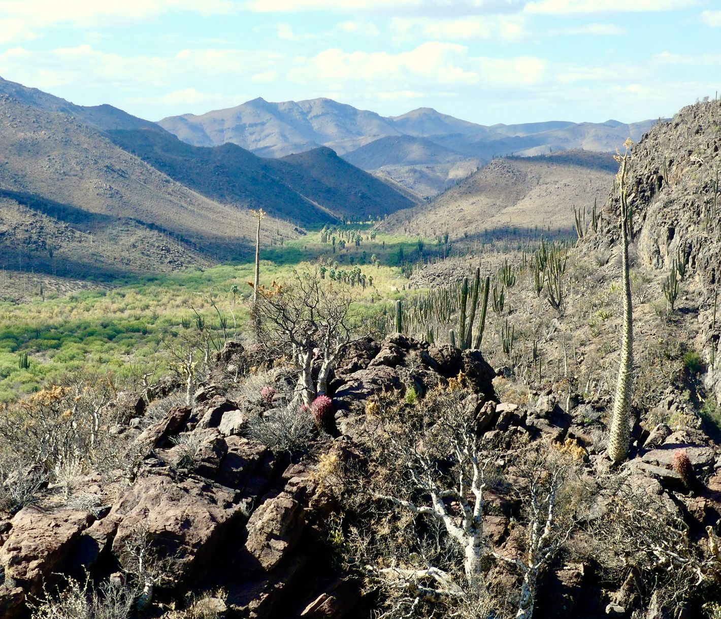 Un coeur verdoyant en plein désert