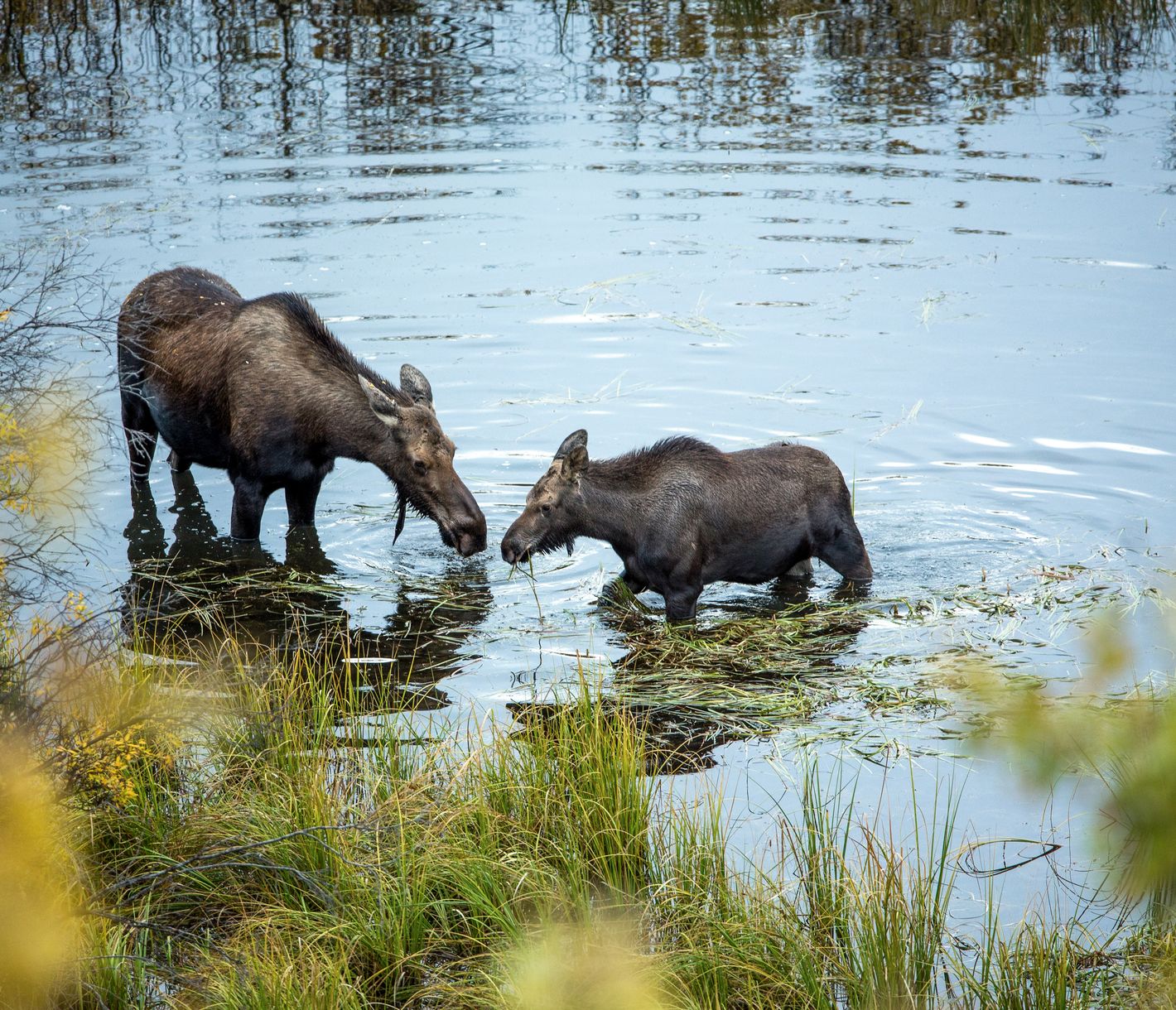Conversation entre orignaux