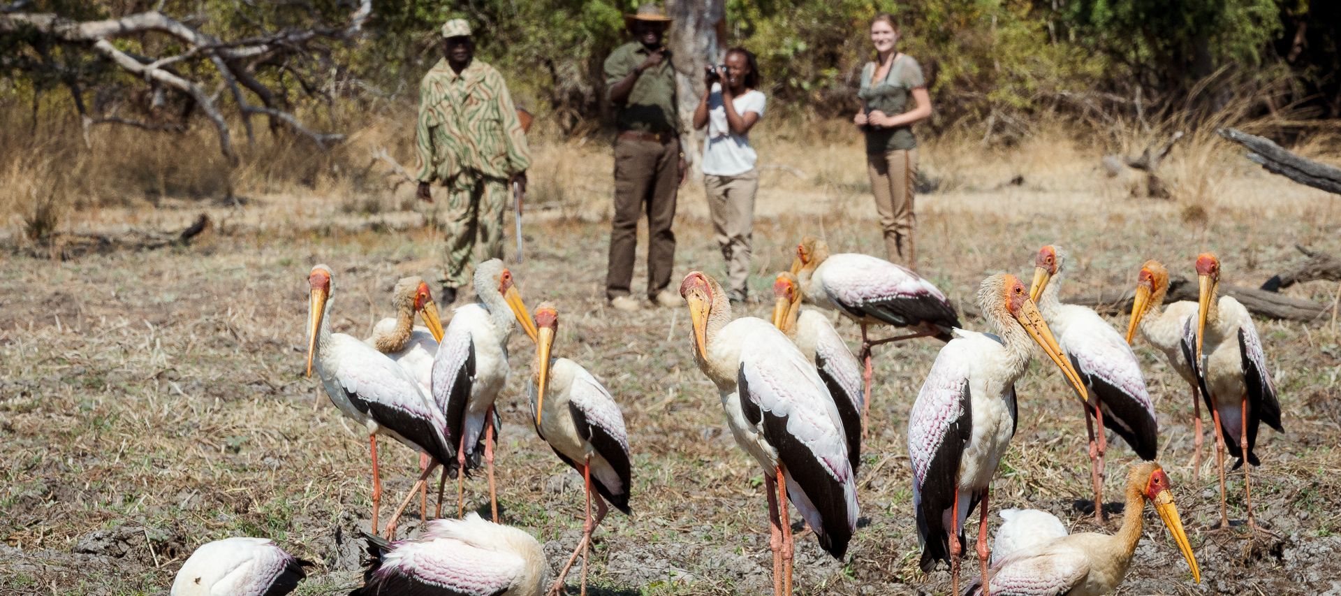 Gelbschnabelstörche auf einer Fusspirsch