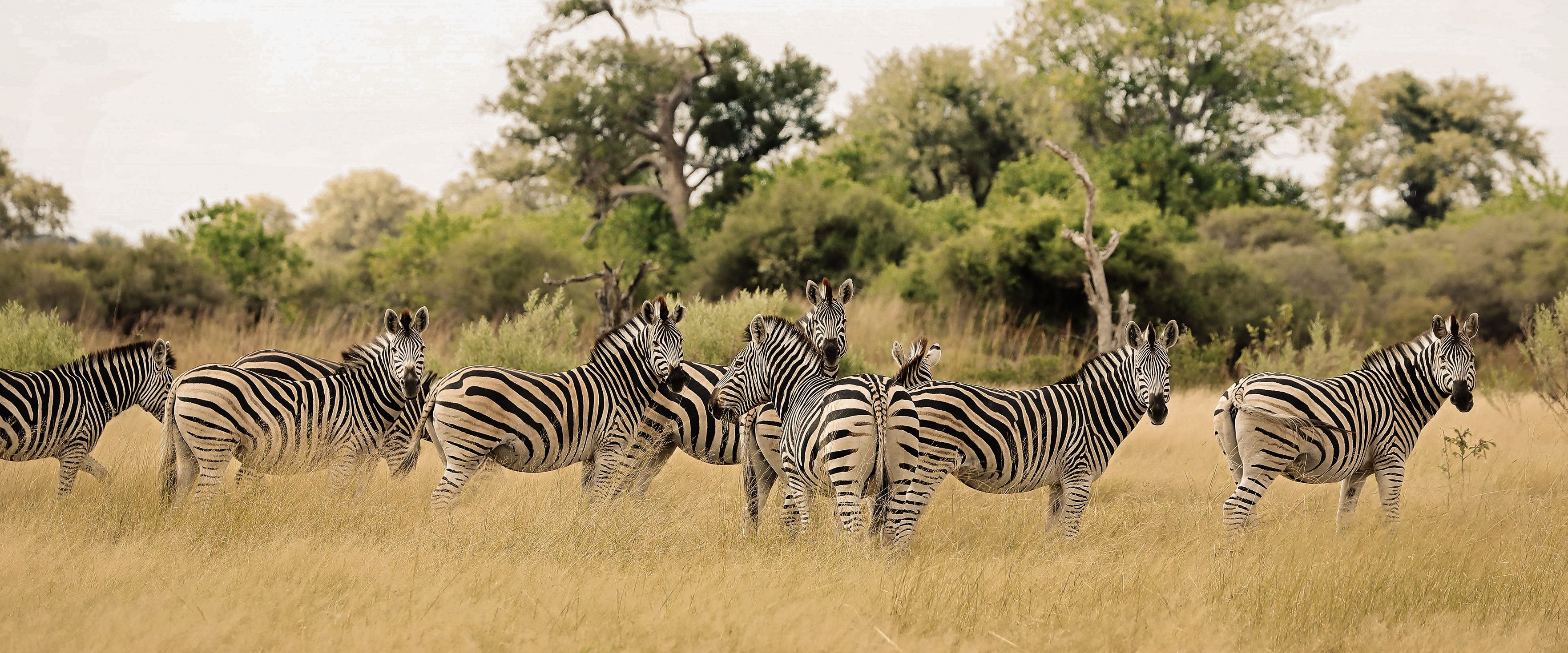 Zebras lieben die Grassavanne und Staubbäder