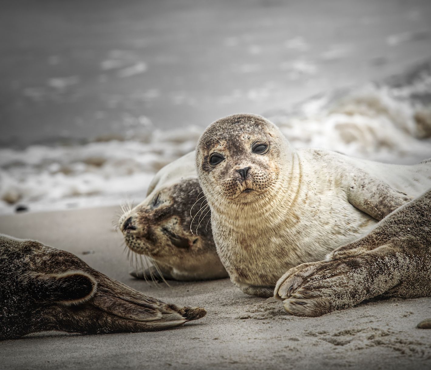 Robbenpopulation in Nordjütland