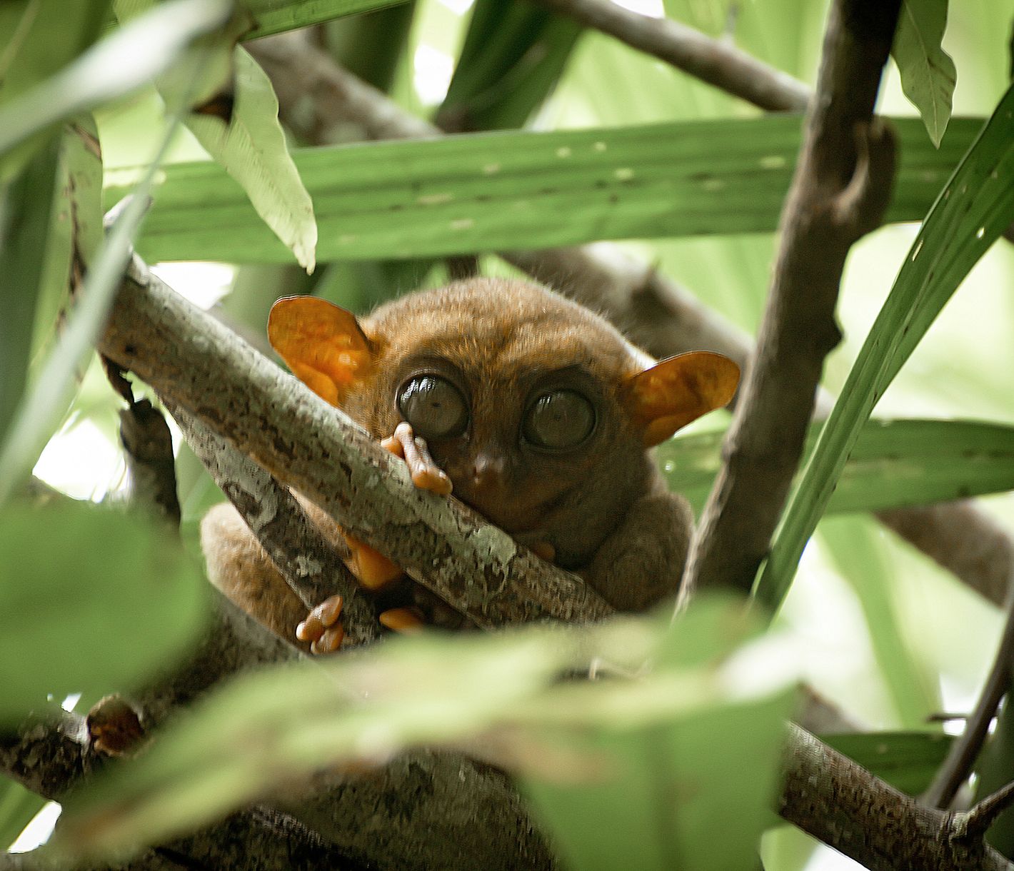 Besuch bei den scheuen Koboldmakis in ihrer natürlichen Umgebung auf Bohol