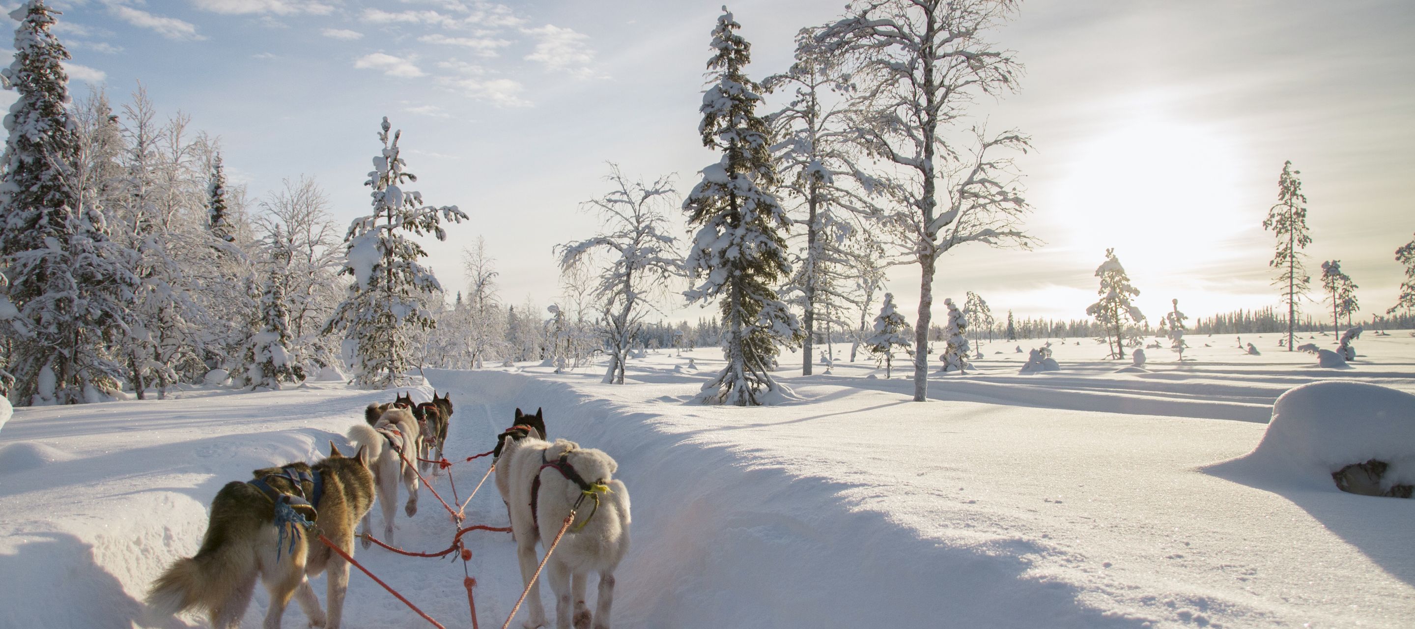 Der Besitzer der Saija Lodge geniesst eine jahrelange Erfahrung in der Huskyzucht.