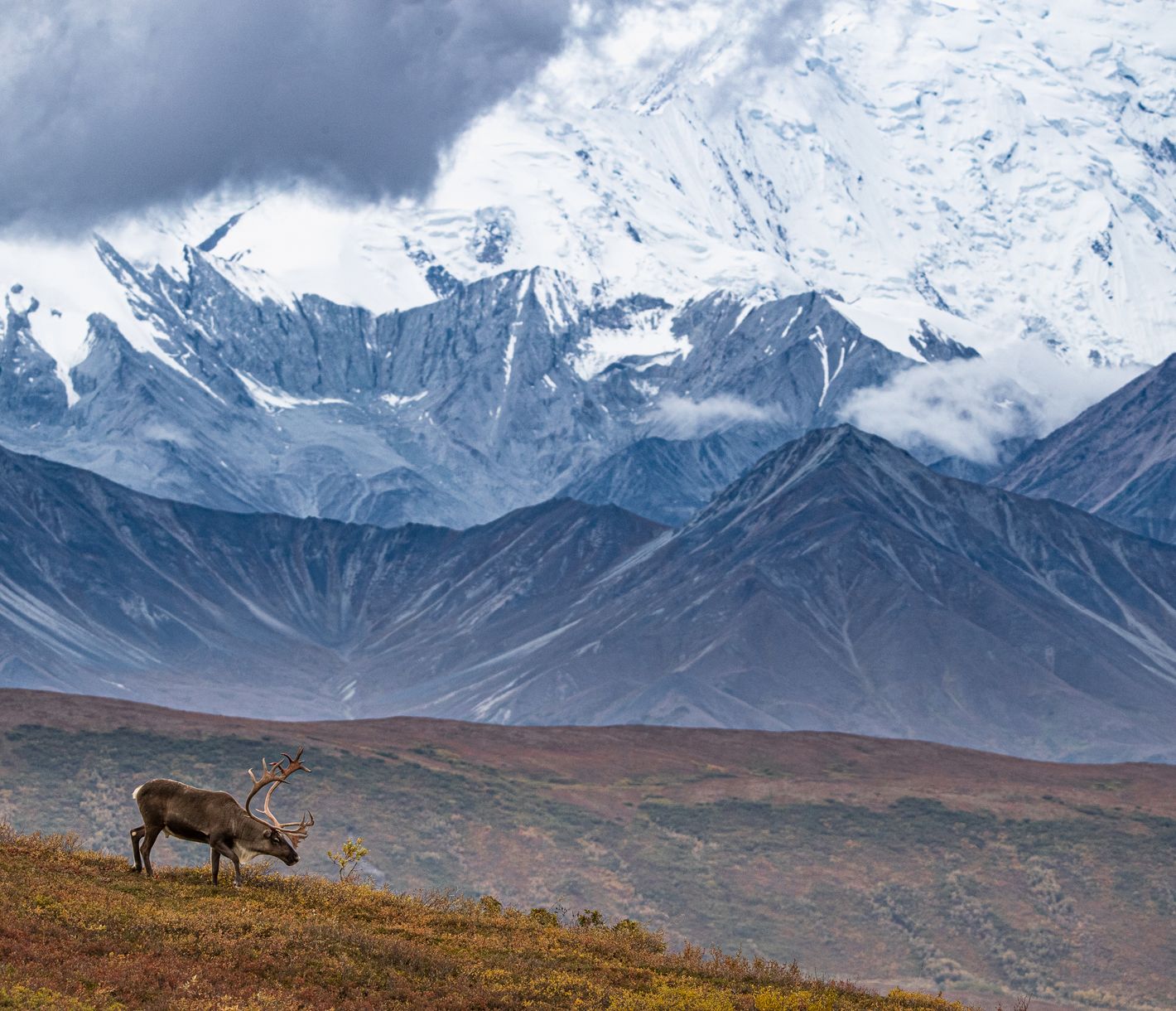 Wo Wildtiere auf majestätisches Gebirge treffen