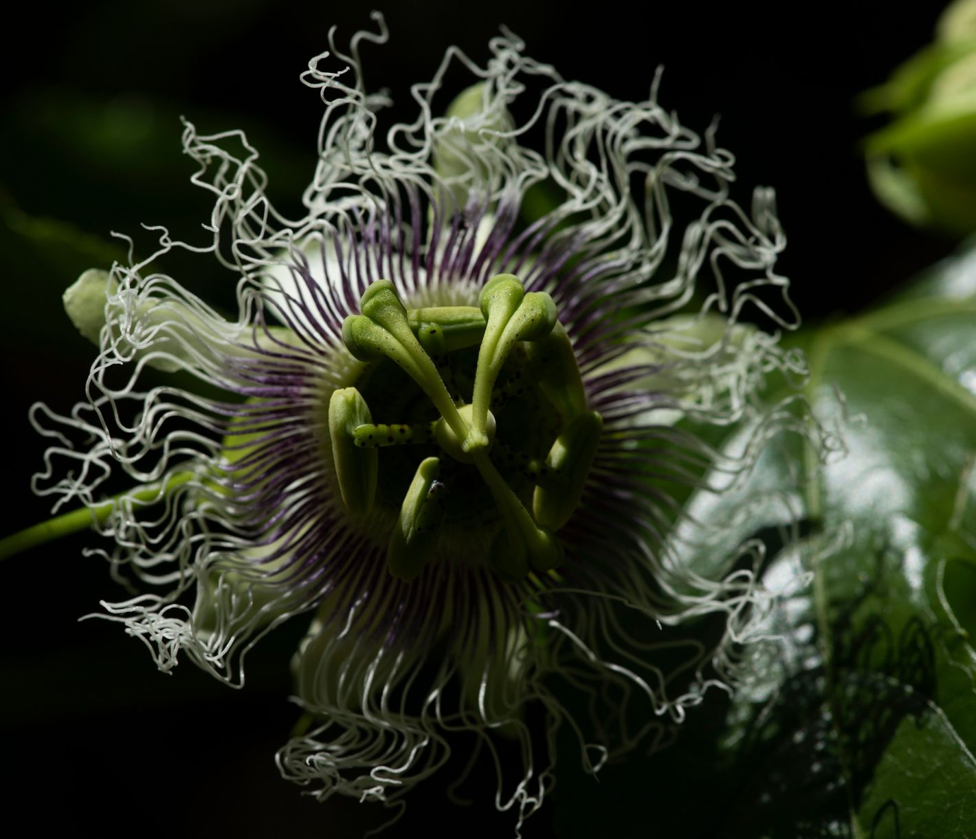 Artenreiche Flora im madagassischen Regenwald bei Andasibe