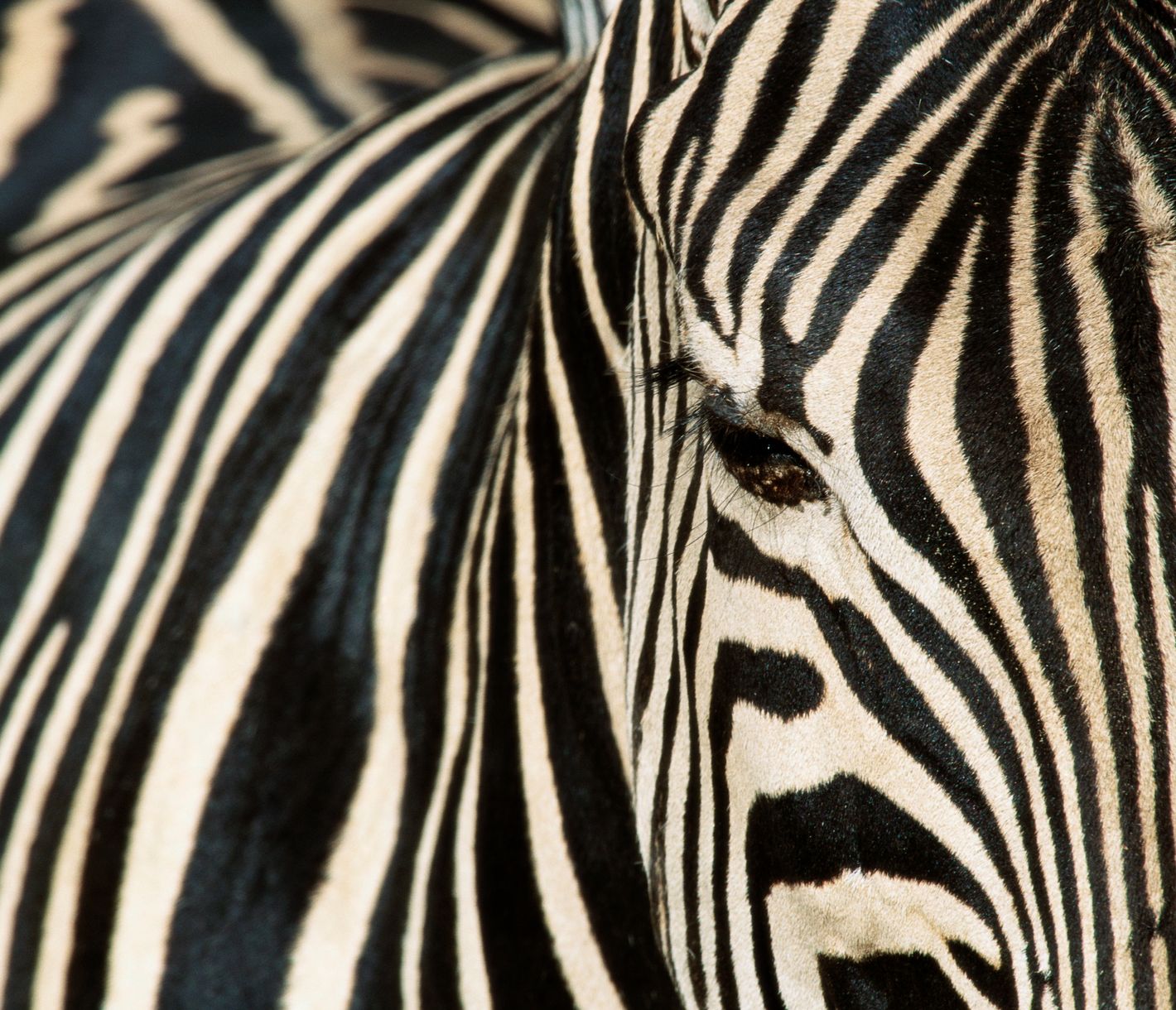 Blanc avec des rayures noires ou noir avec des rayures blanches ? Telle est la question !