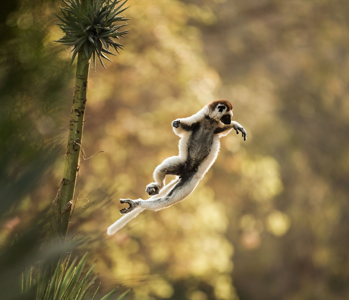 Der Larvensifaka bewegt sich am liebsten hüpfend von Baum zu Baum fort.