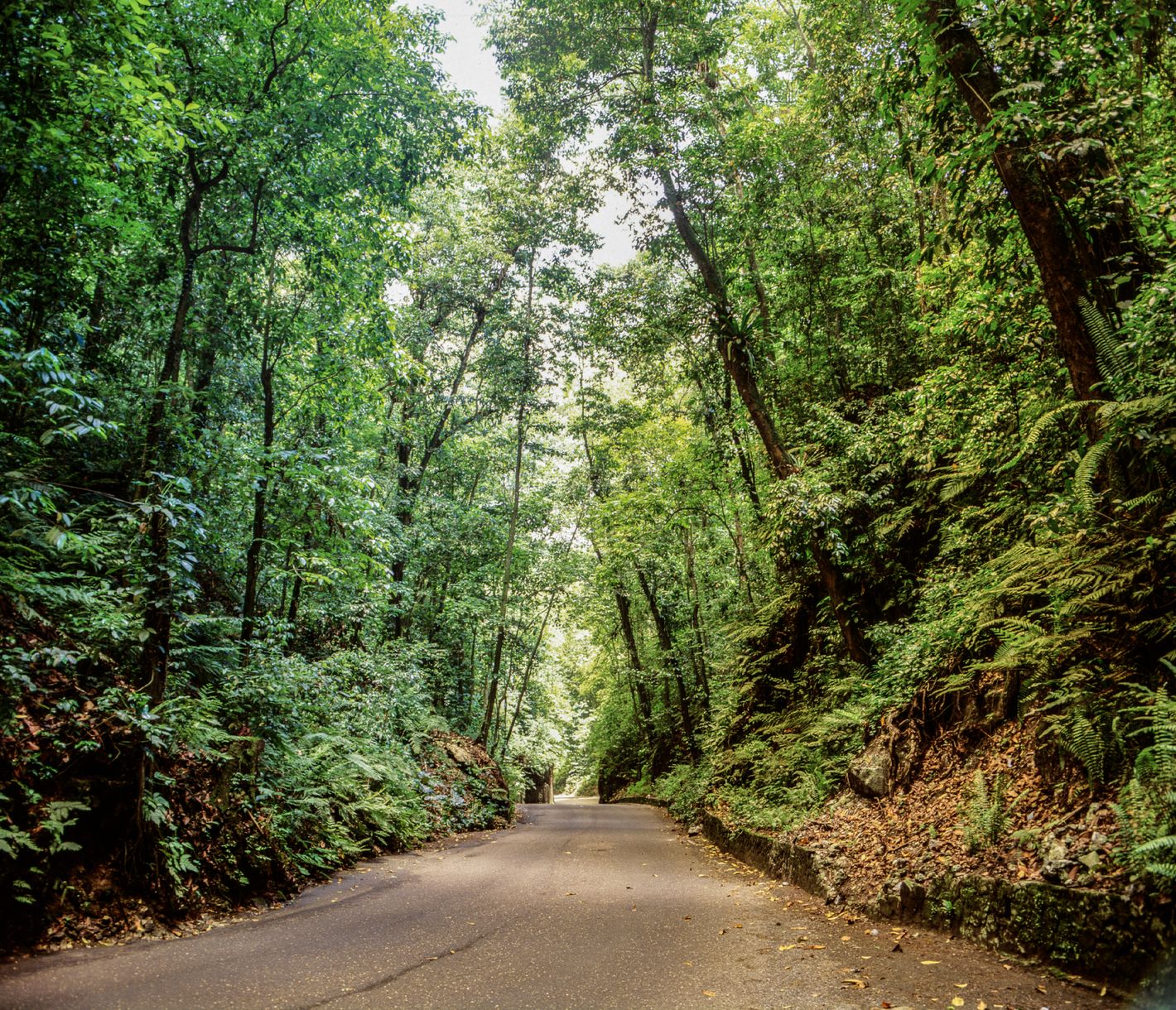 Panoramastrasse Fern Gully