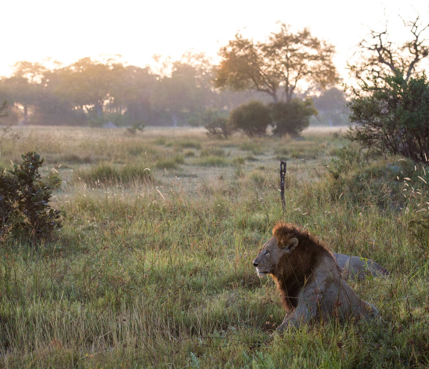 Löwenmännchen in der Dämmerung kurz vor der Jagd