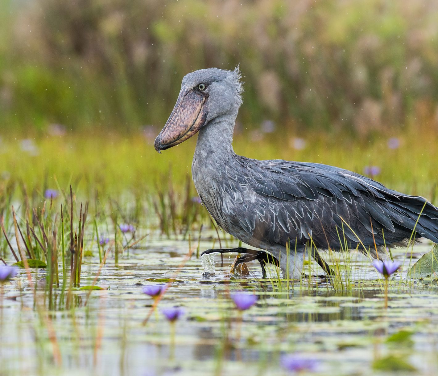 Bec-en-sabot dans les marais de Mabamba près d'Entebbe