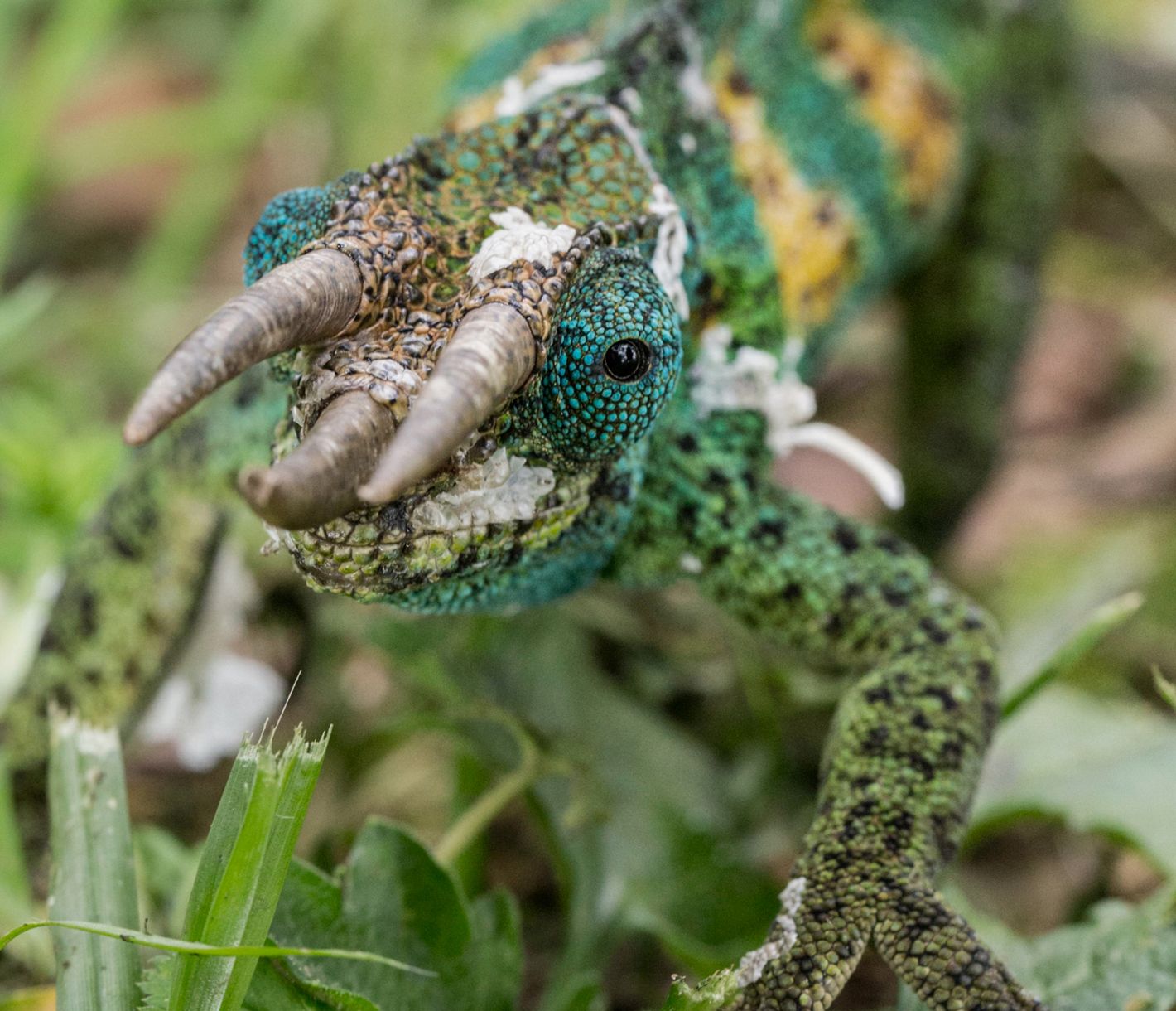 Dreihornchamäleon im Bwindi-Impenetrable-Nationalpark