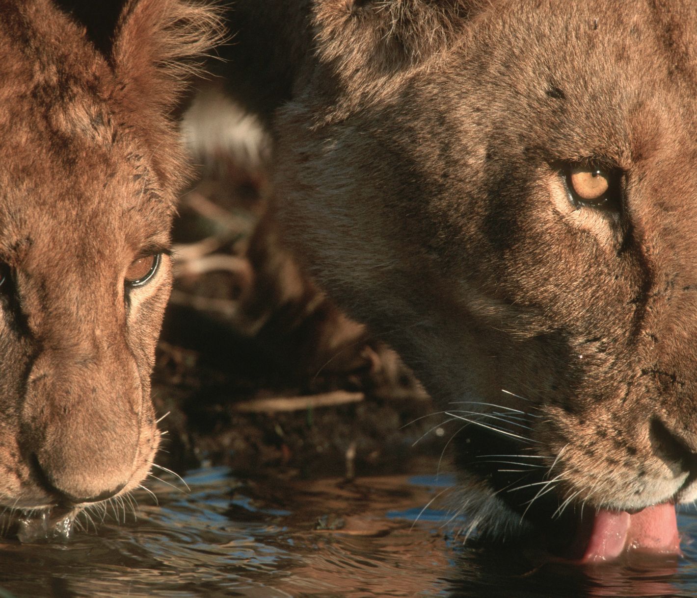 Gros plan sur une lionne et son petit buvant de l'eau