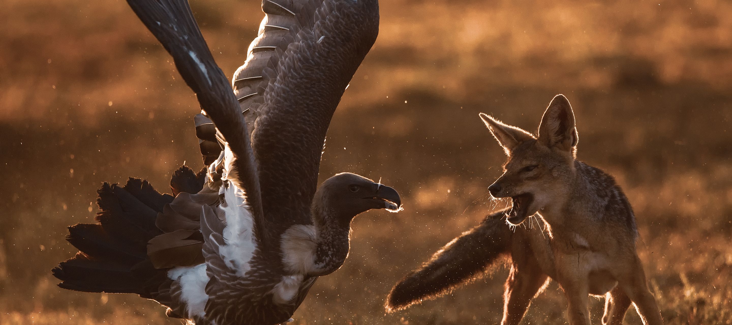 Streit unter Aas-Fressern: Geier gegen Schakal