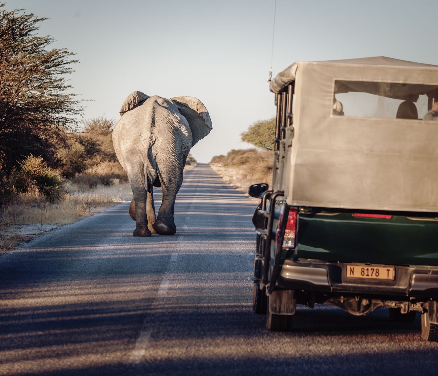 Auf Safari im Etosha-Nationalpark