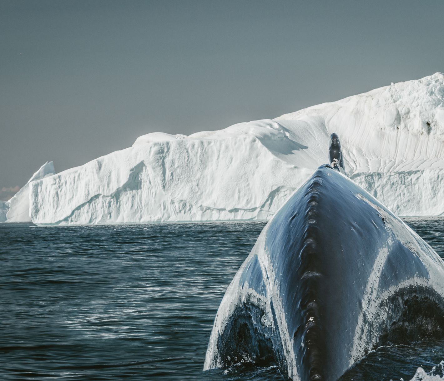 Der Akrobat unter den Walen – der Buckelwal