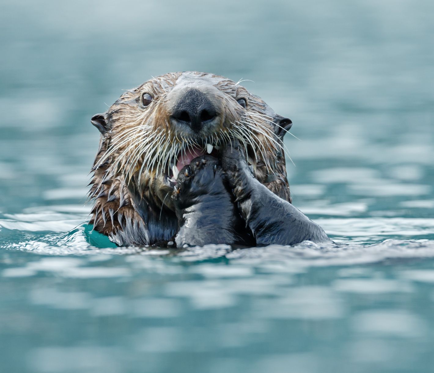 Schwimmend noch kurz einen kleinen Imbiss geniessen