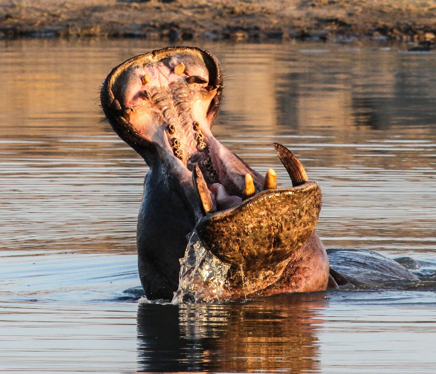 Flusspferd mit aufgerissenem Maul bei Sonnenuntergang