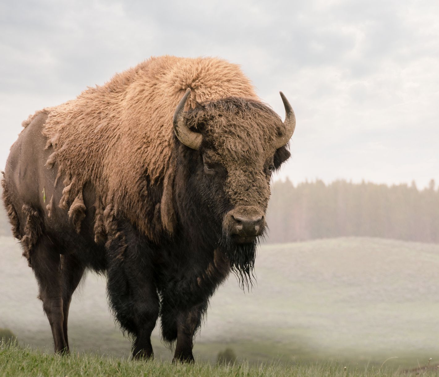 Im Yellowstone-Nationalpark treffen Sie auf riesige Büffelherden.