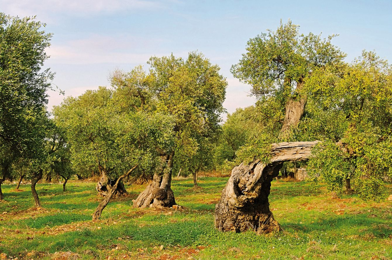 D'Oliviers à Toscane