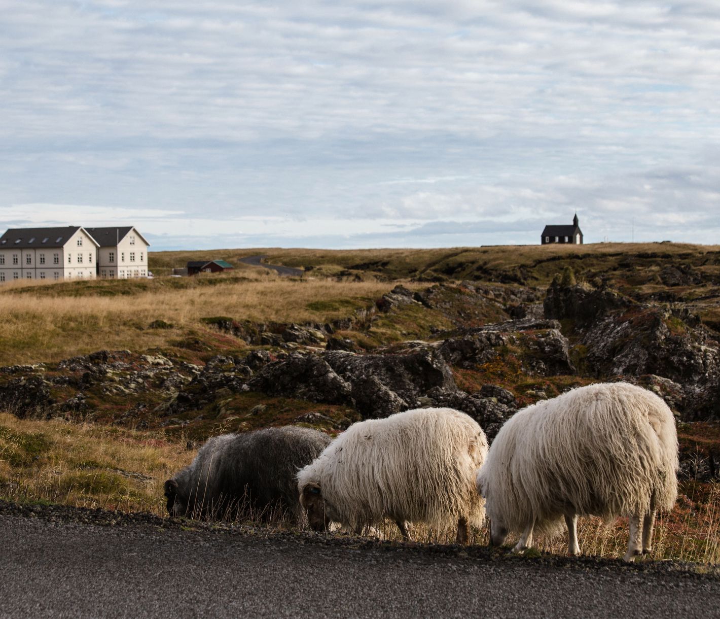 Schafe sind aus Island nicht wegzudenken.