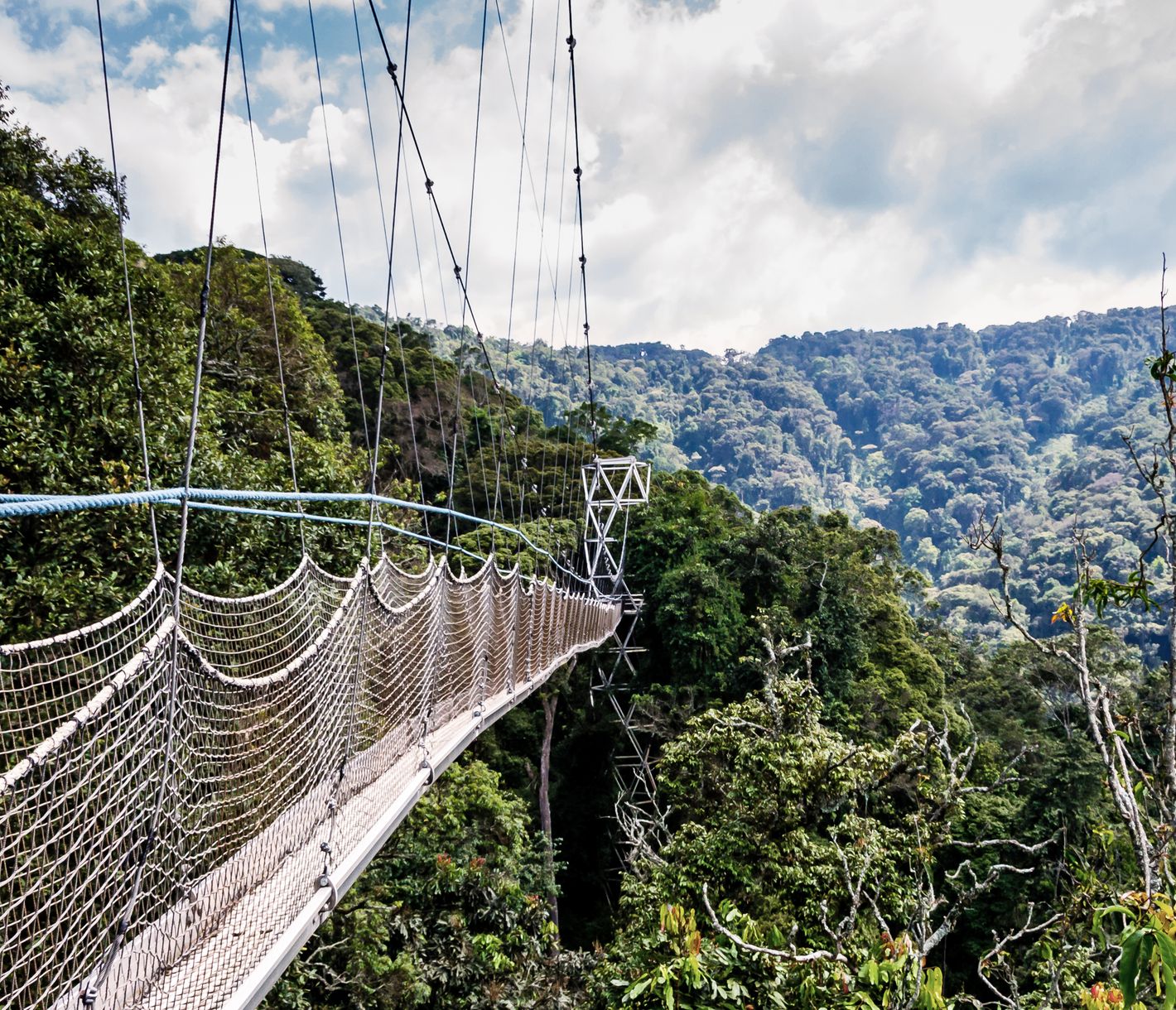 Un pont suspendu dans la canopée de la forêt tropicale de Nyungwe