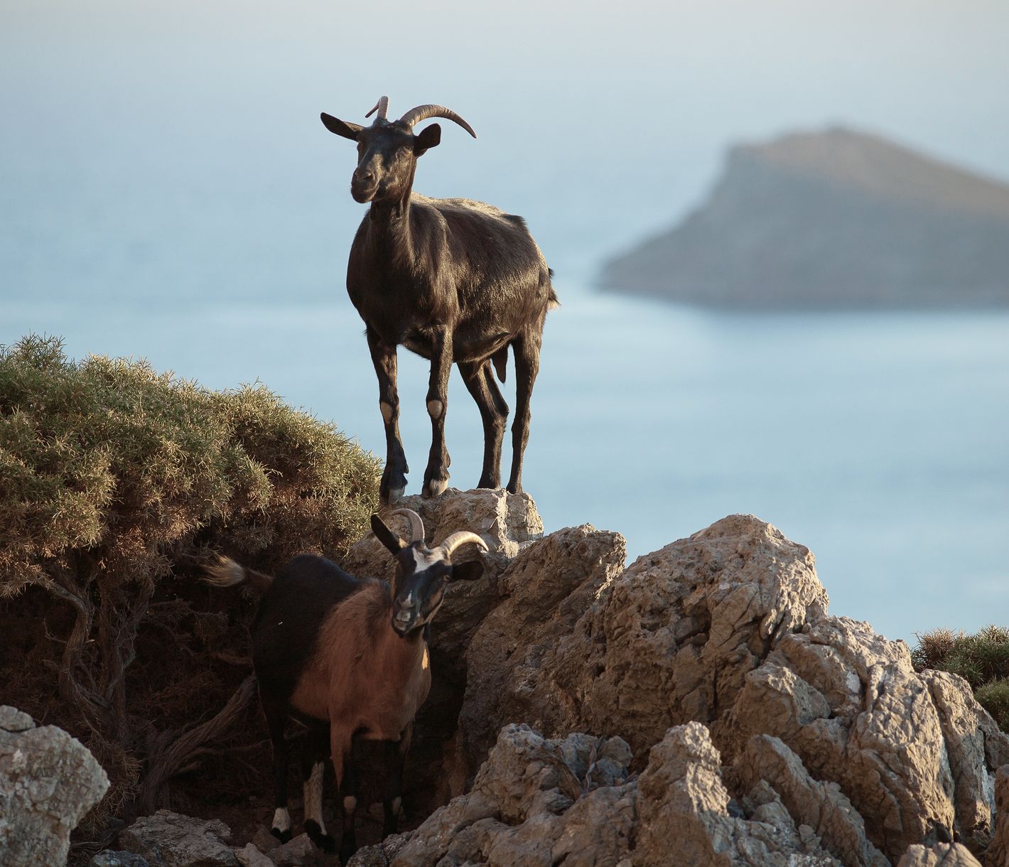 Ziegen sind auch auf Kalymnos allgegenwärtig.