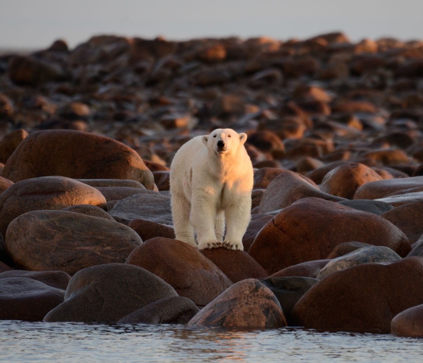 Eisbär im Sommer