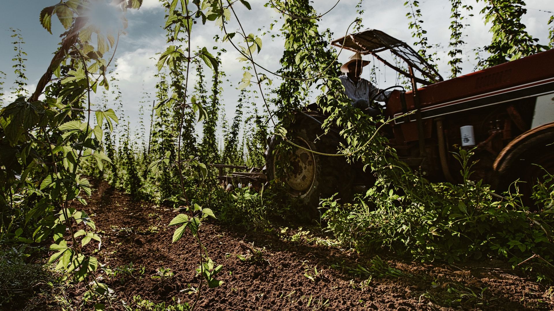 Eine der zahlreichen Hopfenfarmen um Eugene