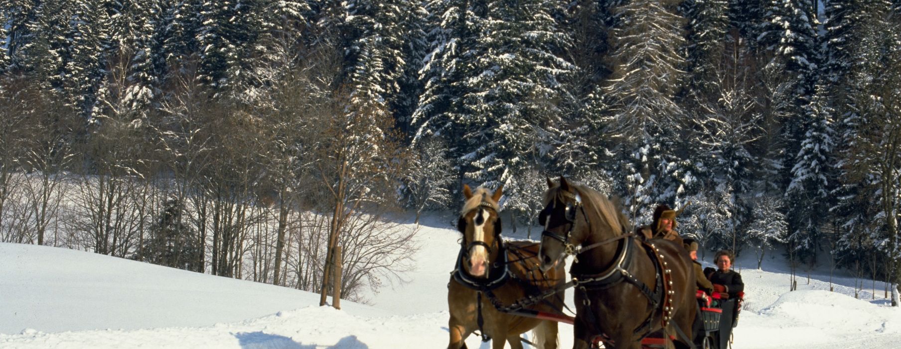 Kutschenfahrt im Schwarzwald
