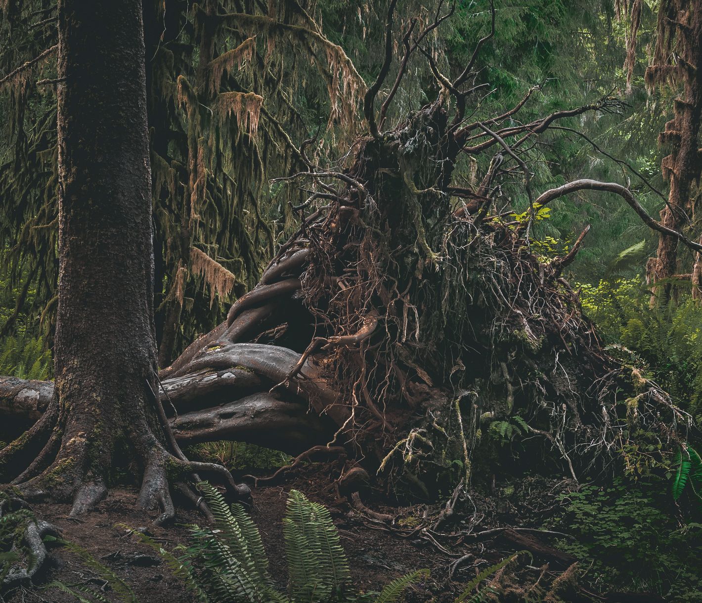 Der Hoh Rainforest im Olympic National Park ist eine üppig grüne Welt und ein unendlich seltsames und komplexes Ökosystem.