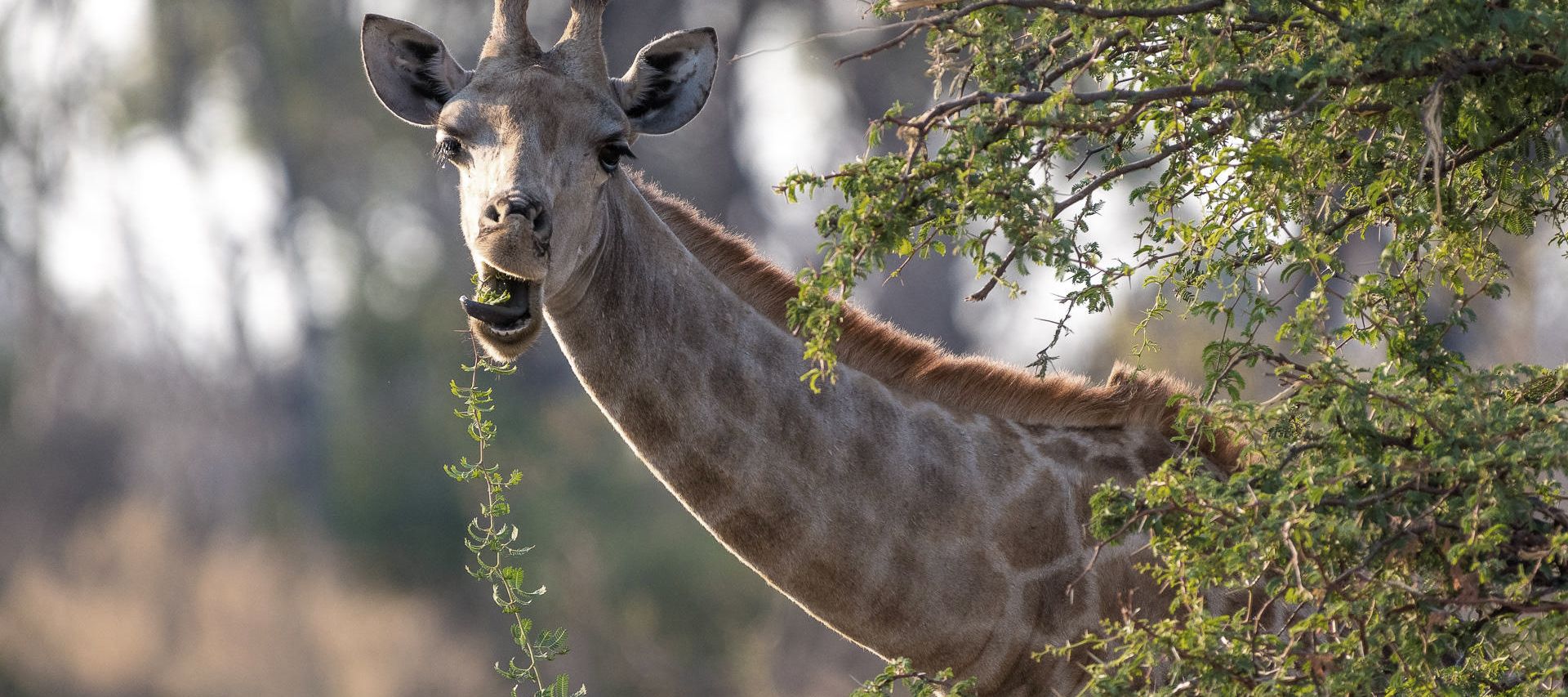 Netzgiraffen lieben Akazienblätter, je jünger und frischer, desto besser