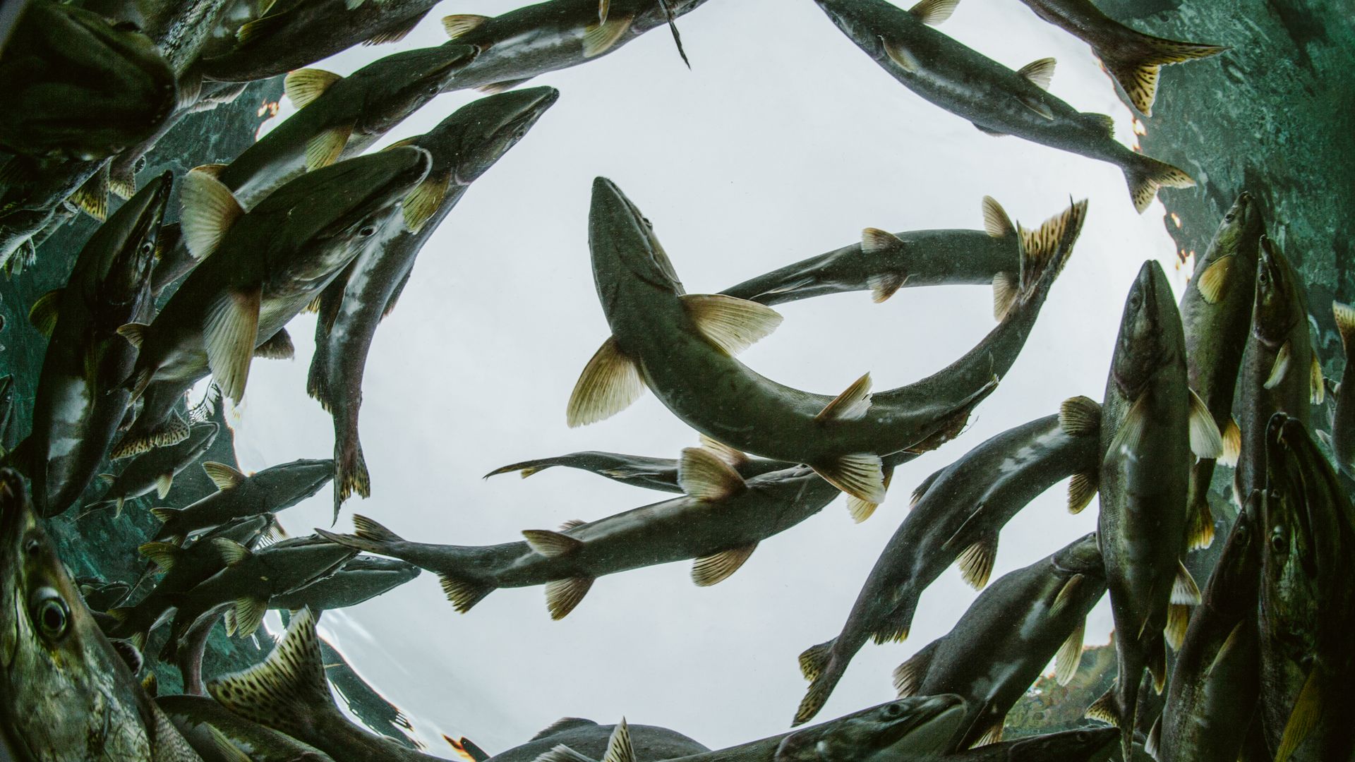 Ein Paradies für die Bären