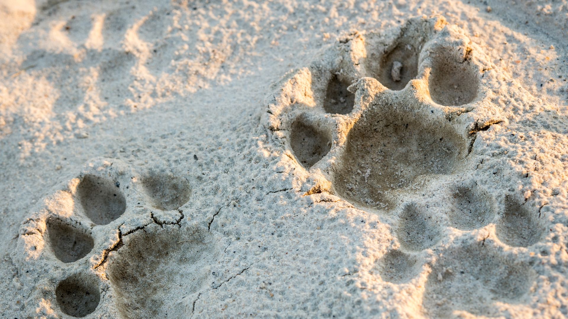 Löwenspuren im Sand