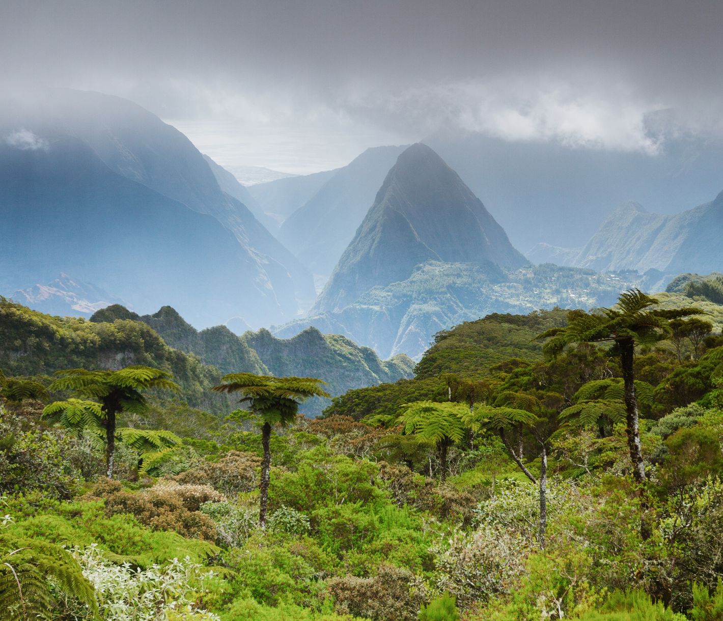 Baumfarne: grüne Riesen La Réunions, urzeitlich, majestätisch und in feuchtem Hochland zuhause.