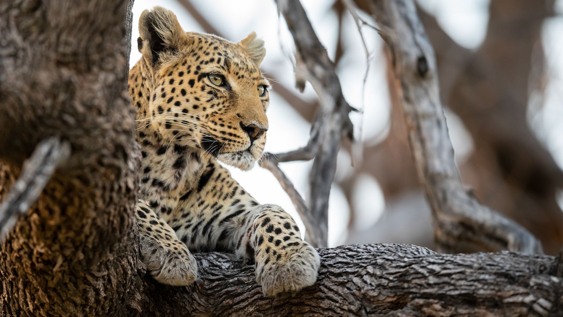 Ein Leopard auf dem Baum ist ein Glücks-Shot