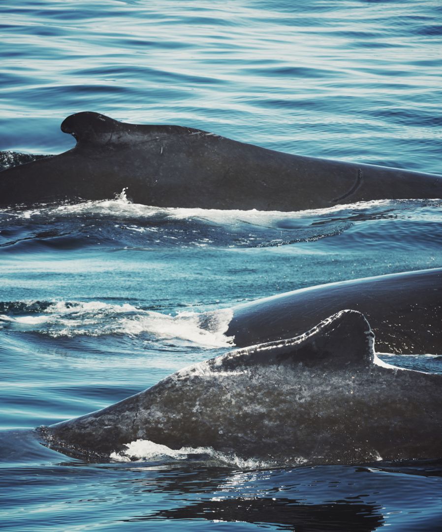 Meeresriesen hautnah