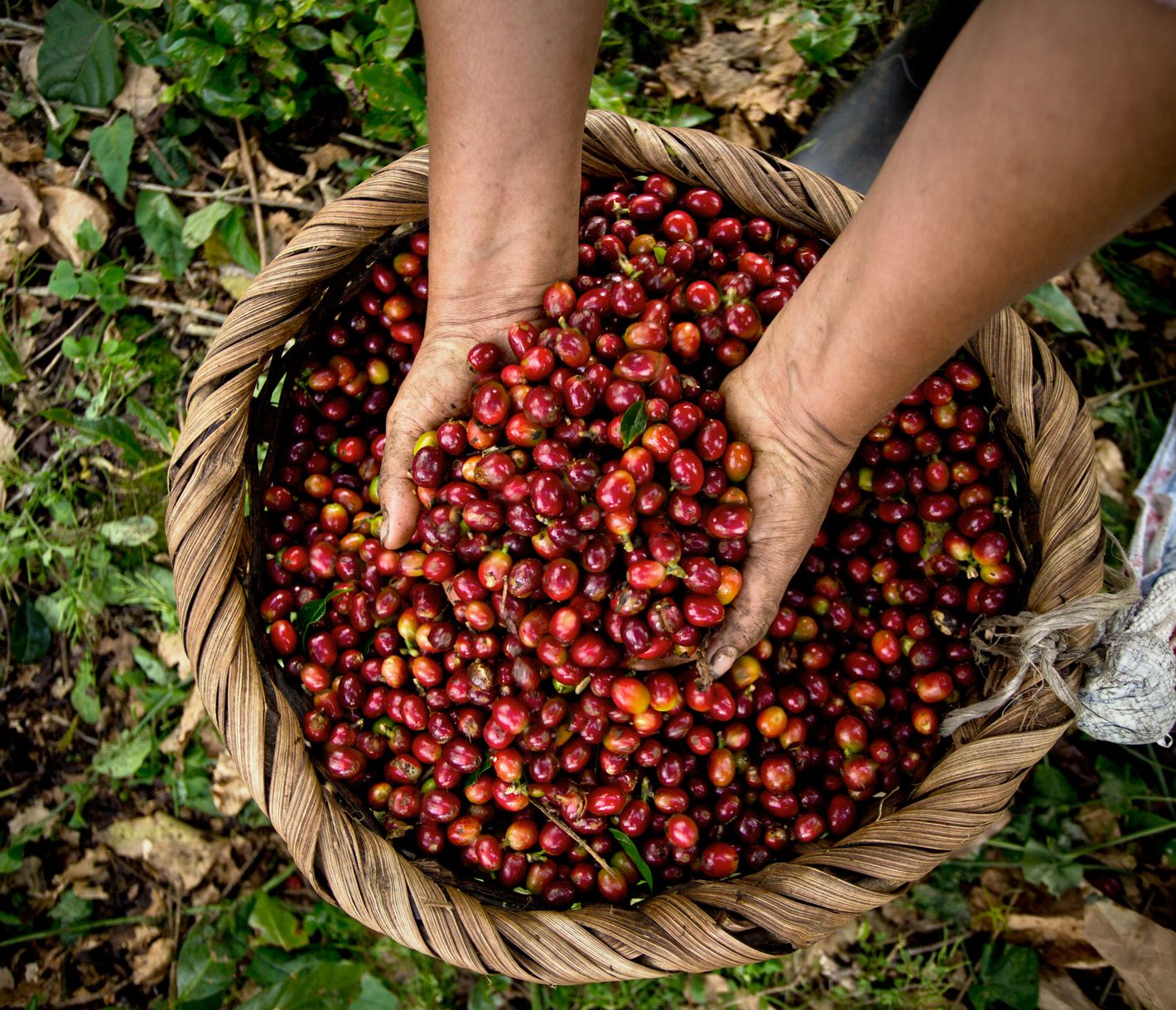 Culture du café à Aquiares, le « pays entre les rivières