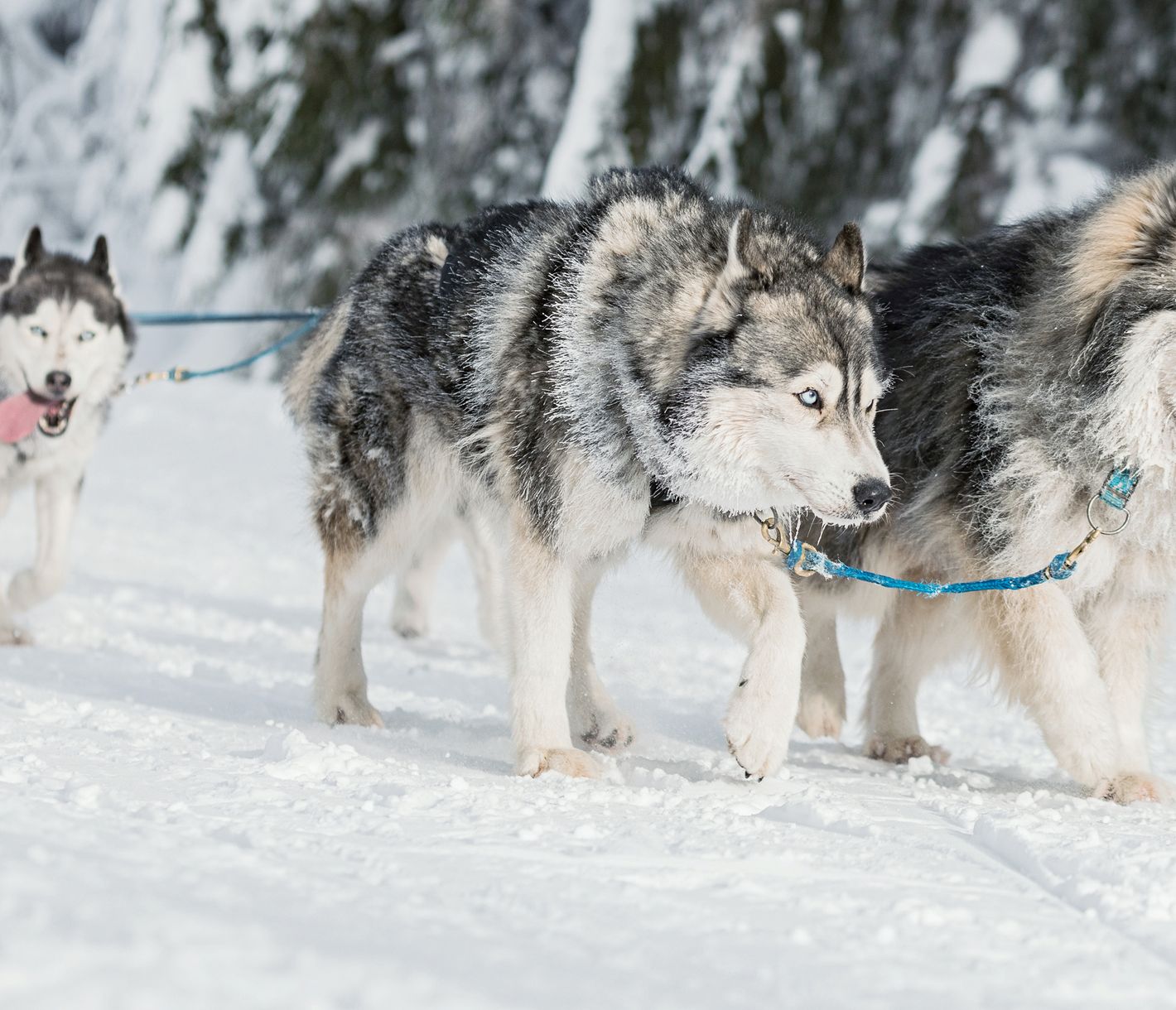 Huskys brauchen viele soziale Kontakte und Zuneigung.