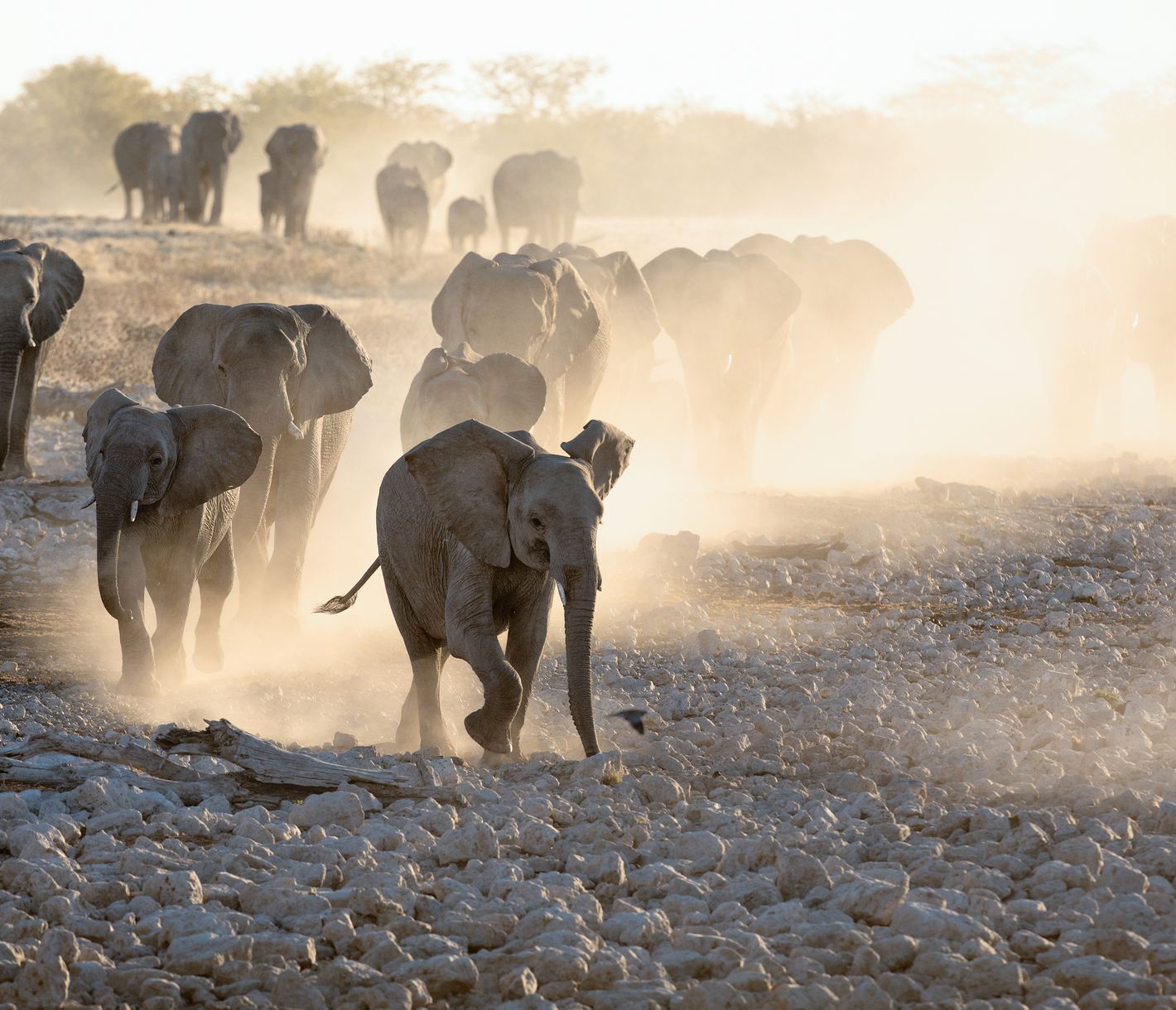 Ces éléphants trottent nonchalamment vers le prochain point d'eau, soulevant un nuage de poussière à chaque pas