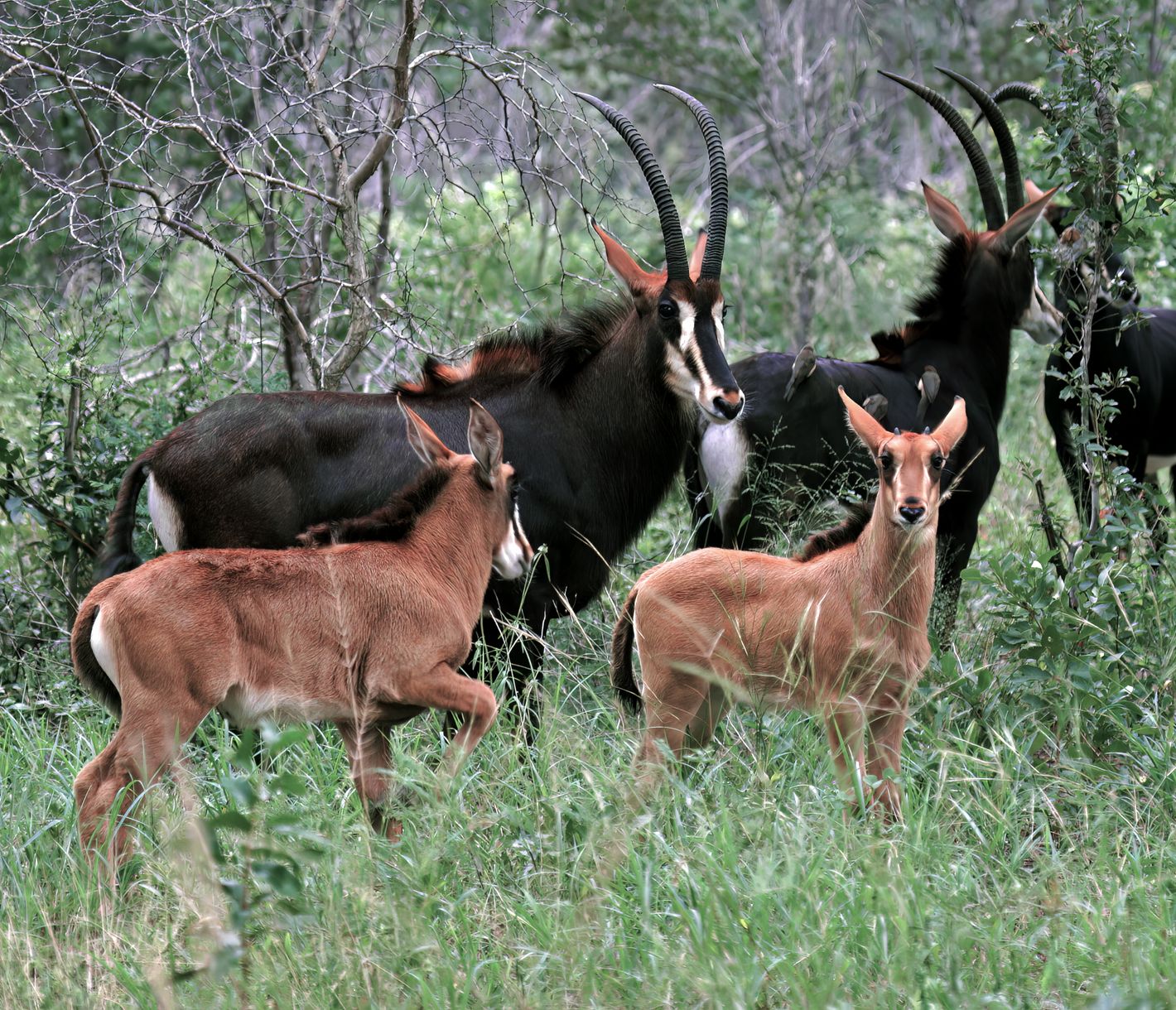 Seltene Sichtung einer Rappenantilopen-Familie