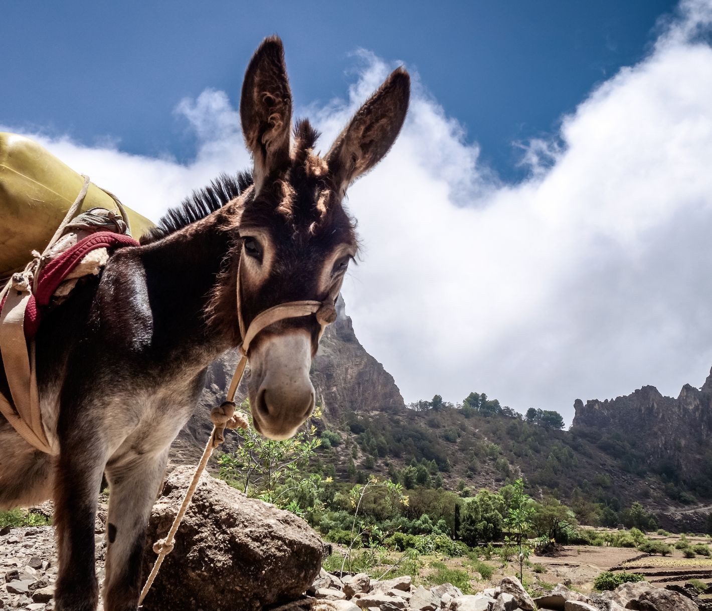Esel beim Cova-Krater auf Santo Antão, Kapverden