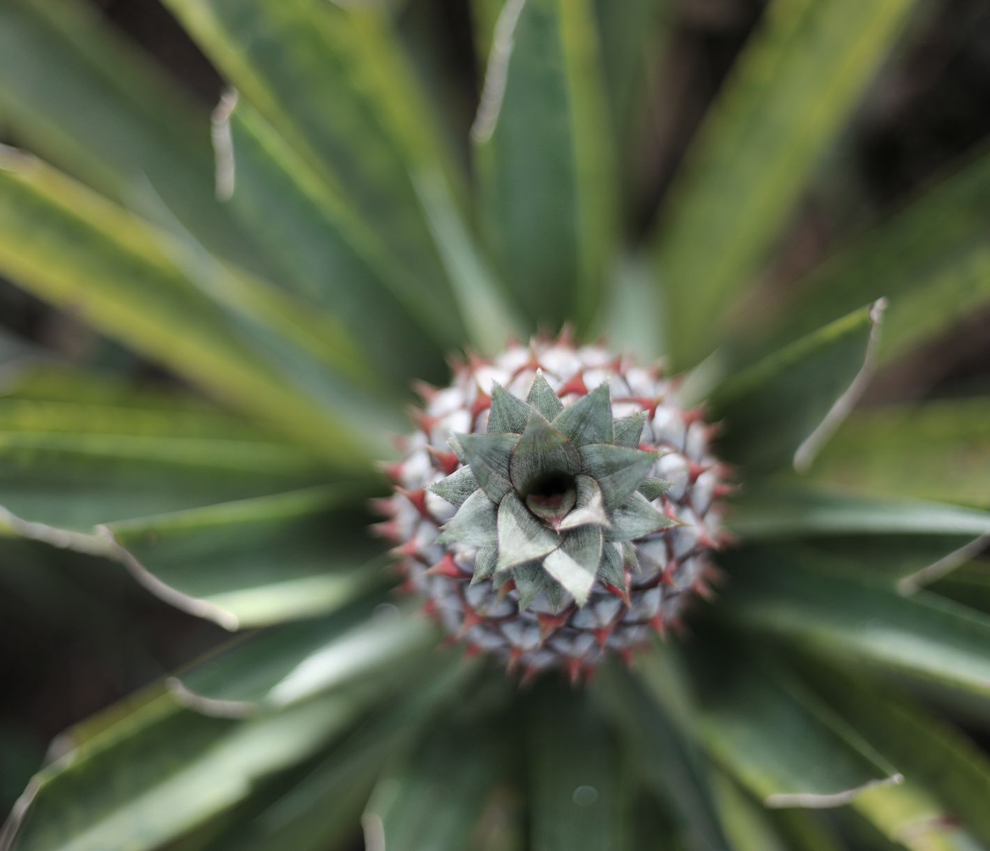 Die «Ananas dos Açores» wird ausschliesslich auf der Insel São Miguel angebaut.